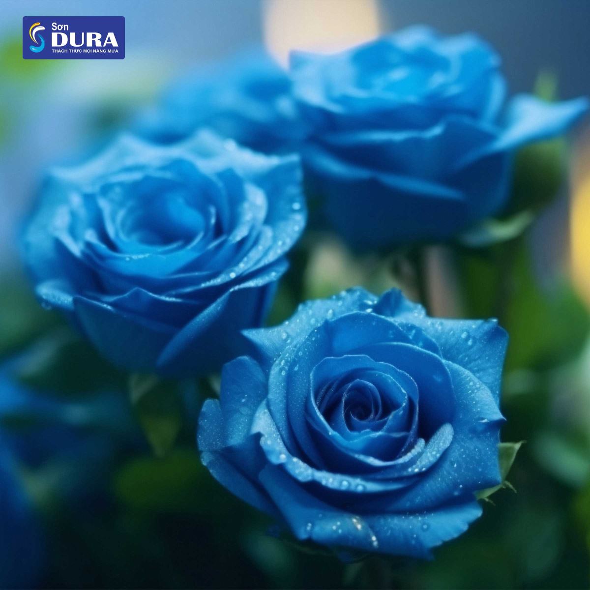 Hoa hồng xanh mang ý nghĩa của sự bí ẩn và say mê